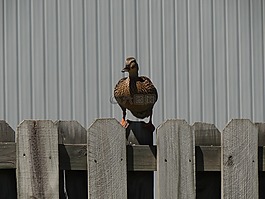 鳥,鴨,野生