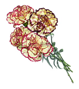 康乃馨,鮮花,切