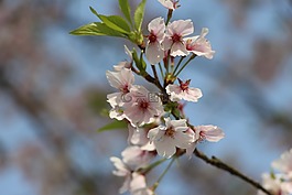 花,树,支