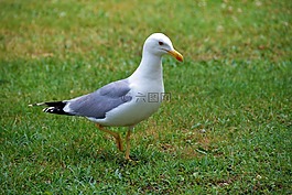 海鷗,鳥,草