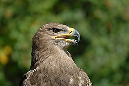 動物,鳥,猛禽