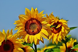 向日葵,蜜蜂,夏季