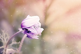 海葵,花,紫白色