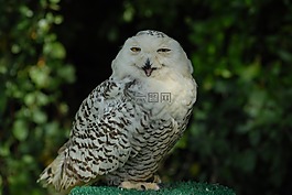動物,鳥,猛禽