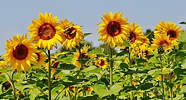 向日葵,蜜蜂,夏季