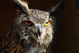 動物,鳥,猛禽