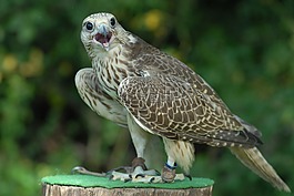 動(dòng)物,鳥,猛禽