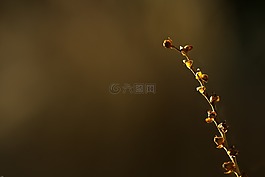詳細(xì),科,廠