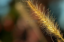 草,詳細,穗
