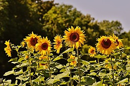 向日葵,蜜蜂,夏季
