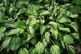 鮮花,植物園,大自然