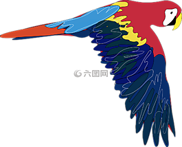 鸚鵡,鳥,飛