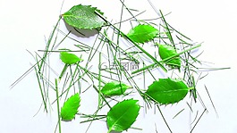 草,葉子,綠色