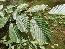 葉子,櫸木,性質(zhì)