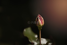 玫瑰,花,芽