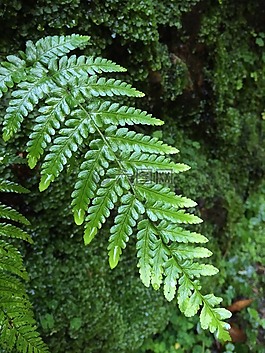 性質(zhì),綠色,葉子