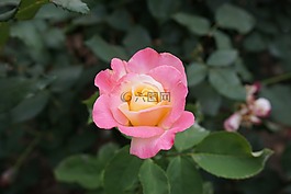 植物,花,玫瑰