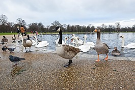 鴨,公園,江