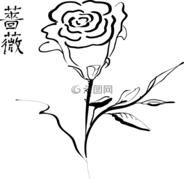 花,植物,白