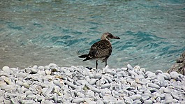 鷗,灰色,海