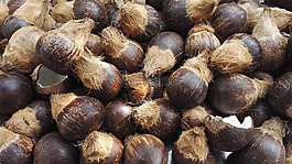 椰子,静物,饮品