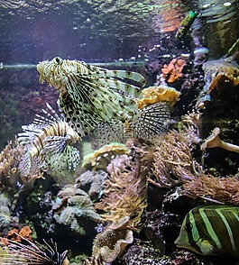 魔鬼鱼,水族馆,海