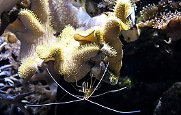 虾,珊瑚,浮游生物