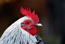 母雞,鳥,農(nóng)業(yè)