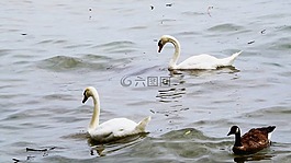 動物區(qū)系,鳥,天鵝