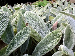 植物,植物學(xué),植物園