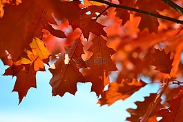 秋,葉子,紅葉
