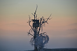 樹,天空,性質(zhì)