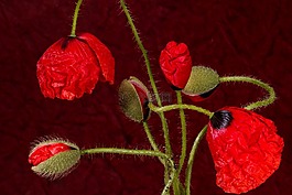 罌粟,開(kāi)花,klatschmohn