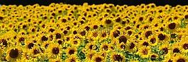向日葵,蜜蜂,夏季