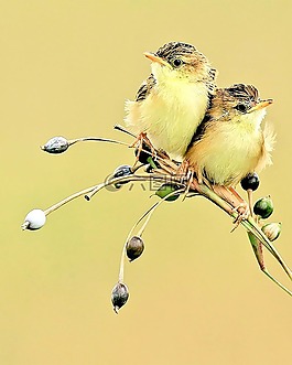野生動物,鳥,自然