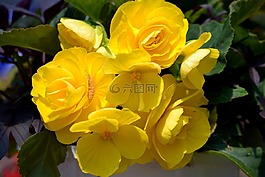 自然,花,戶外