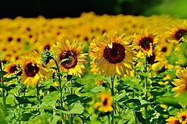 向日葵,蜜蜂,夏季