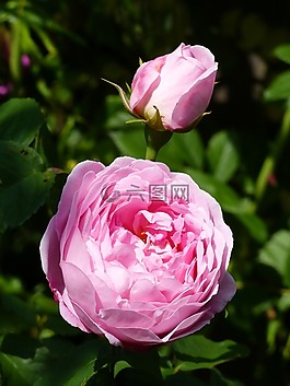 ros,玫瑰花蕾,顏色