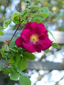 ros,紅色,夏天