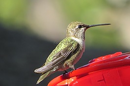 鳥,蜂鳥,野生動物
