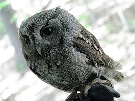 尖叫貓頭鷹,野生動物,鳥