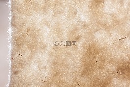 綿羊的毛,綿羊毛氈,天然纖維
