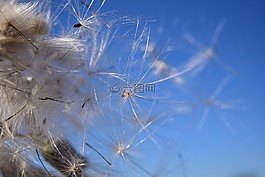 飛行的種子,風,天空