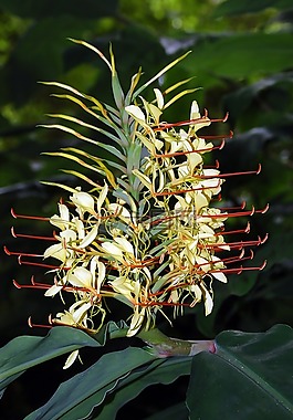 花,kahila 花環(huán)莉莉,亞速爾群島