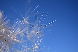 飛行的種子,風,天空