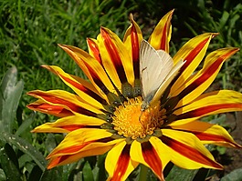 花,橙色,蝴蝶
