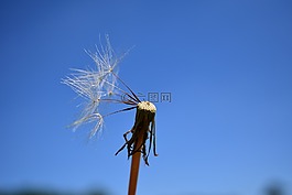 蒲公英,種子,關(guān)閉