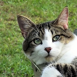 可爱的,猫,猫的