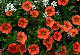 鮮花,橙色,白