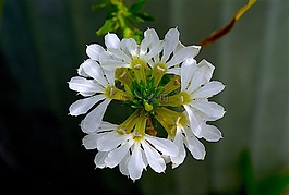 花,白,開(kāi)花